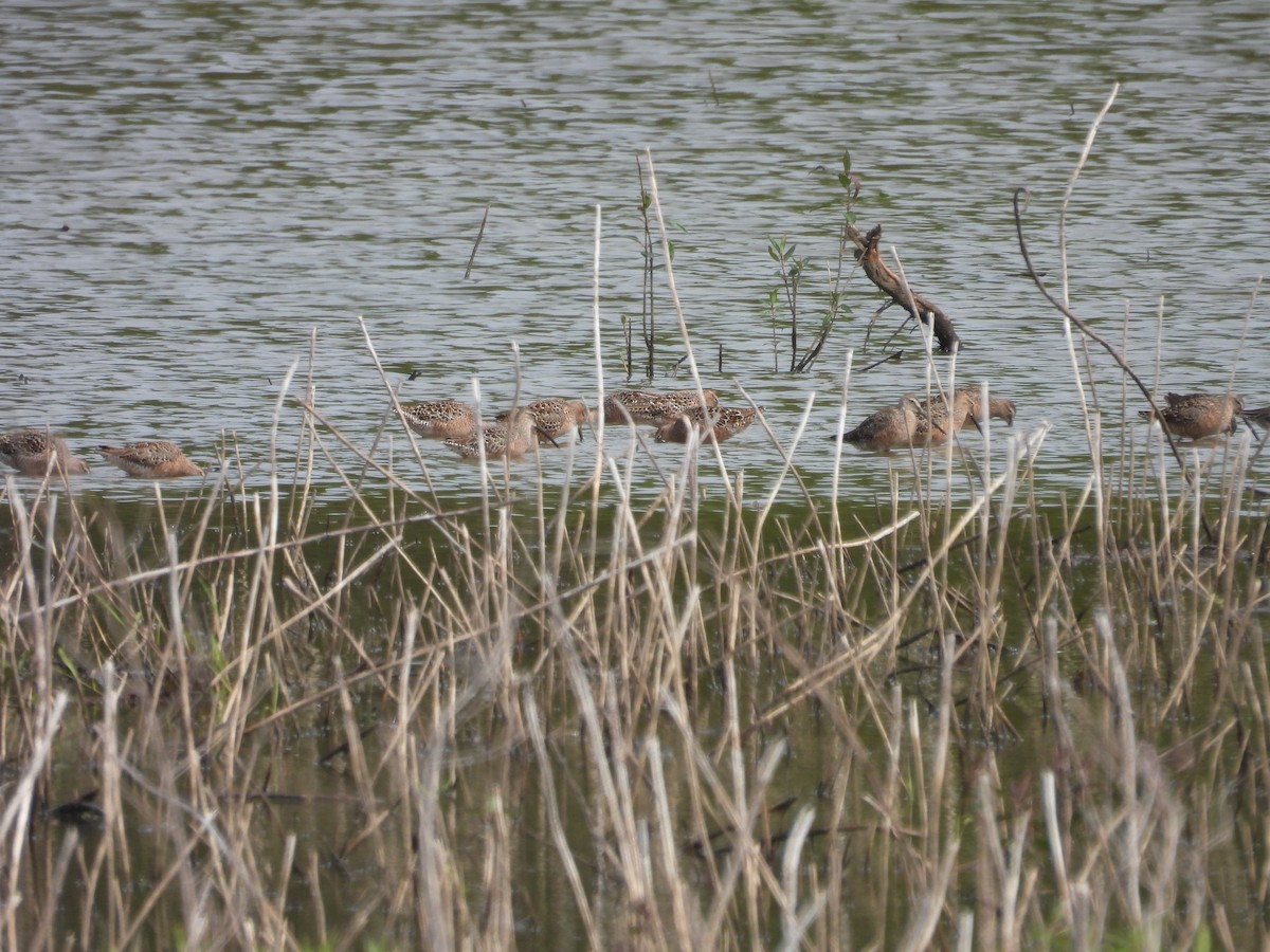 langnebbekkasinsnipe - ML618002067