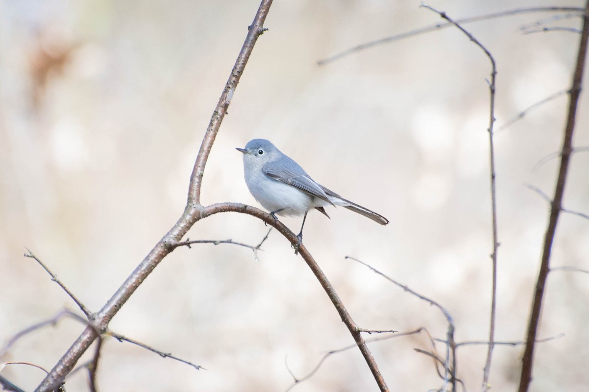 Blue-gray Gnatcatcher - ML618002069