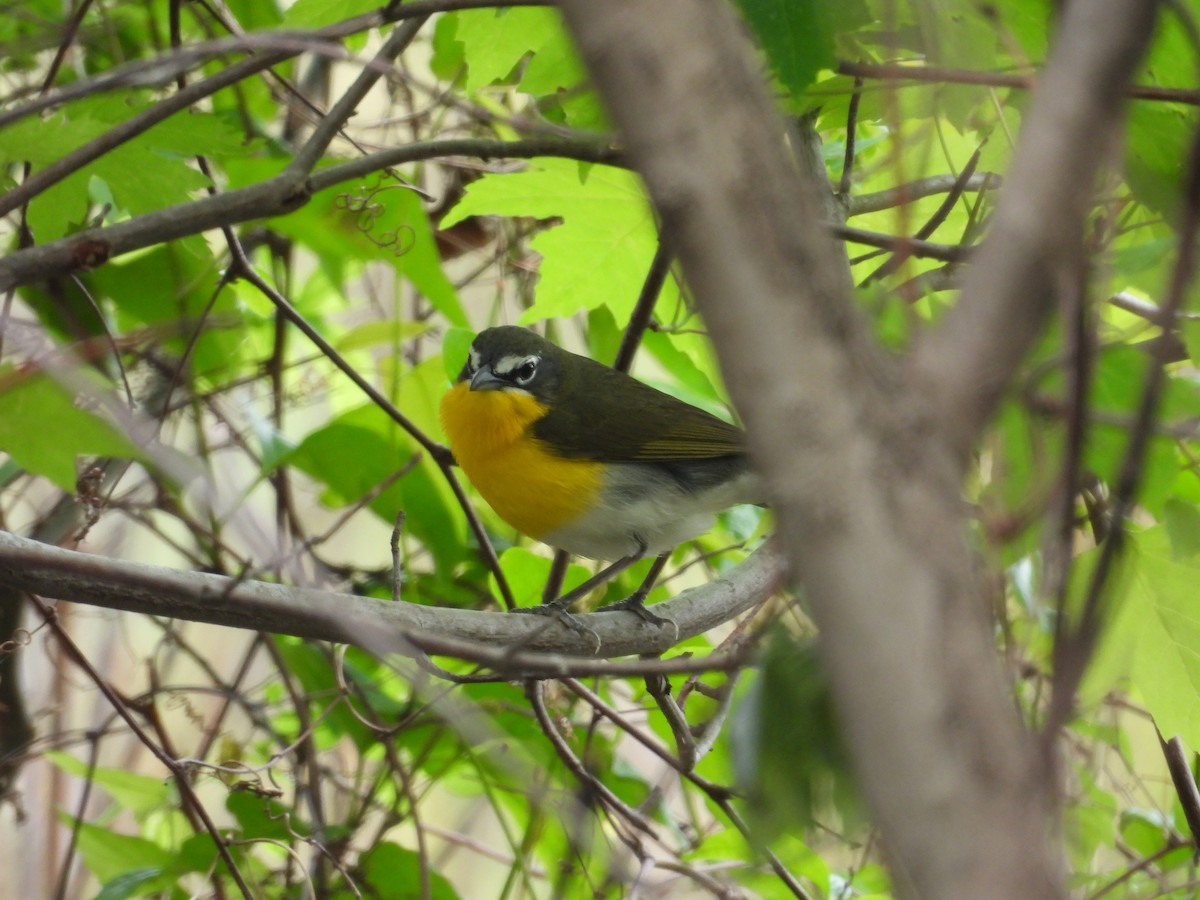 Yellow-breasted Chat - Paolo Matteucci