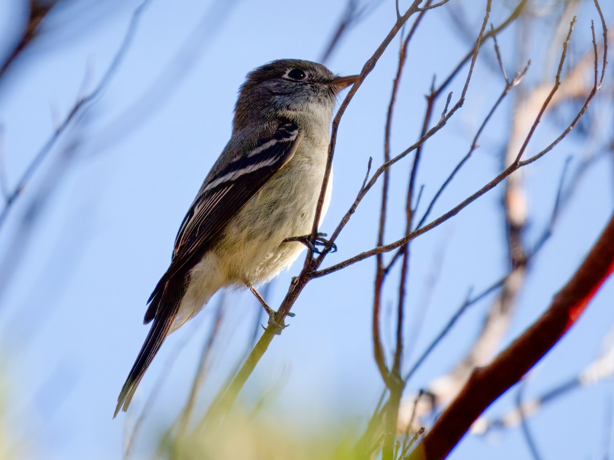 Hammond's Flycatcher - ML618002088