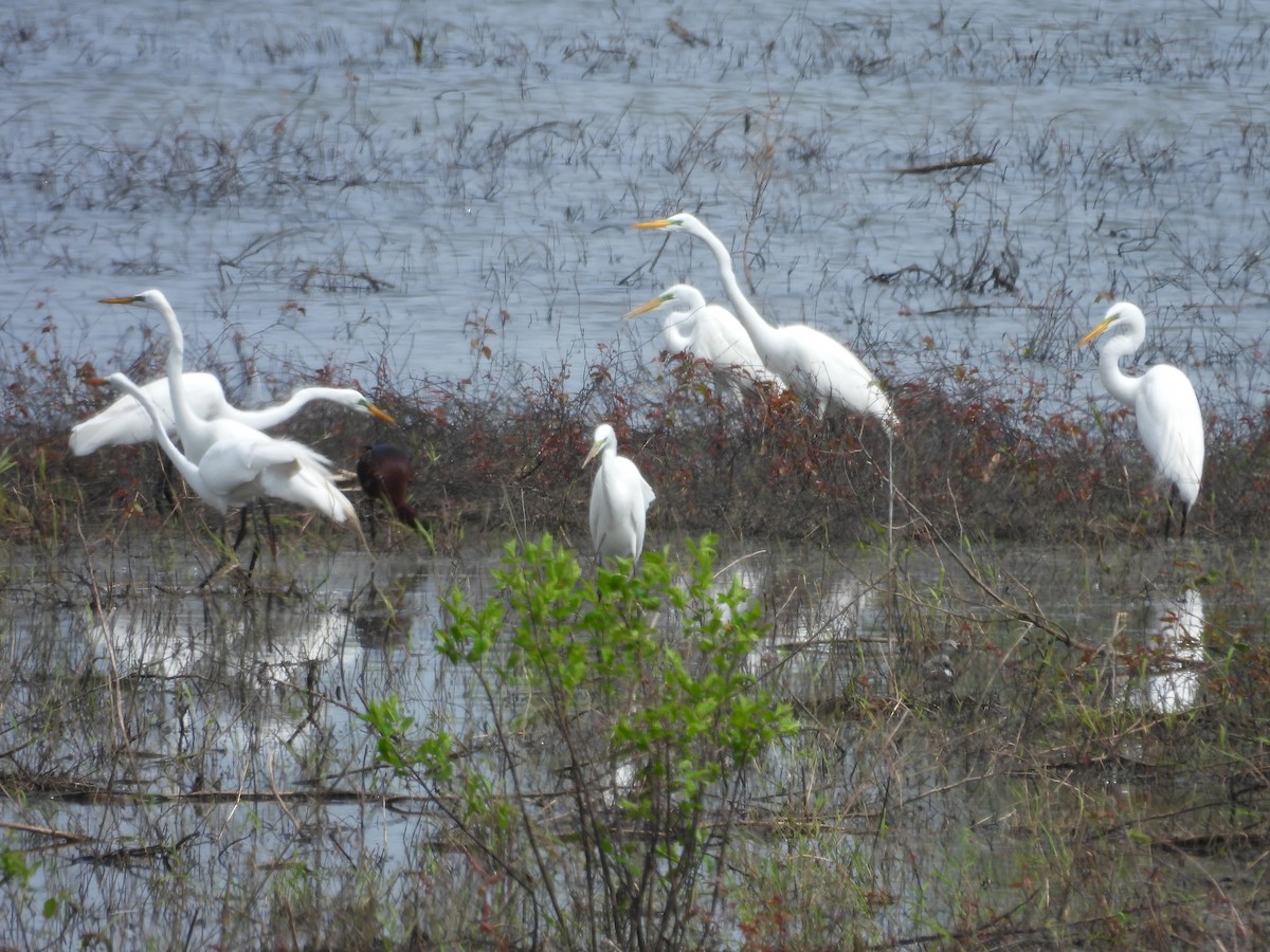 Great Egret - ML618002096