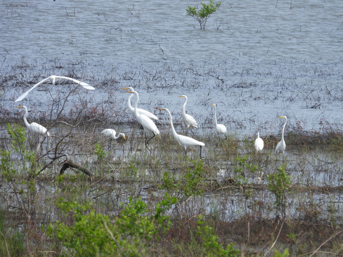 Great Egret - ML618002097