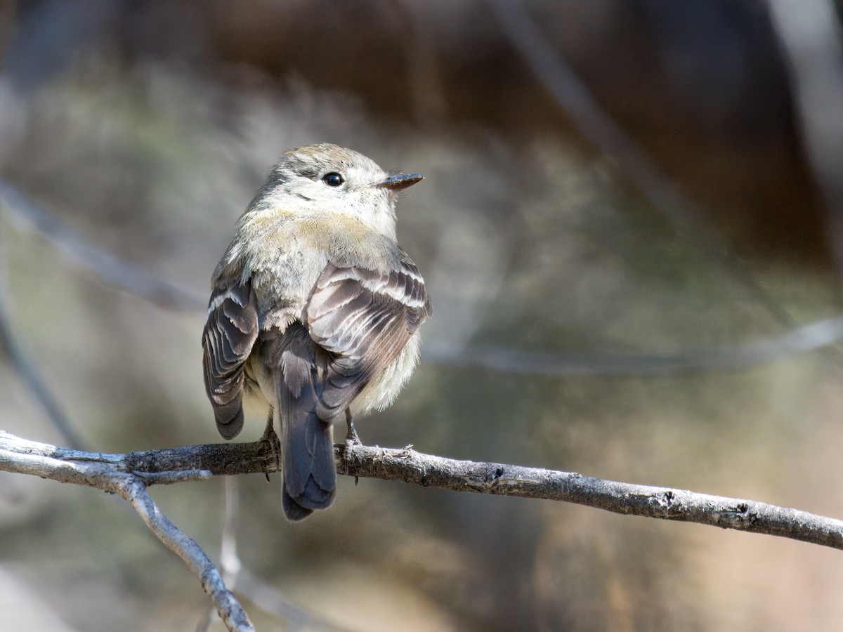 Hammond's Flycatcher - Cin-Ty Lee