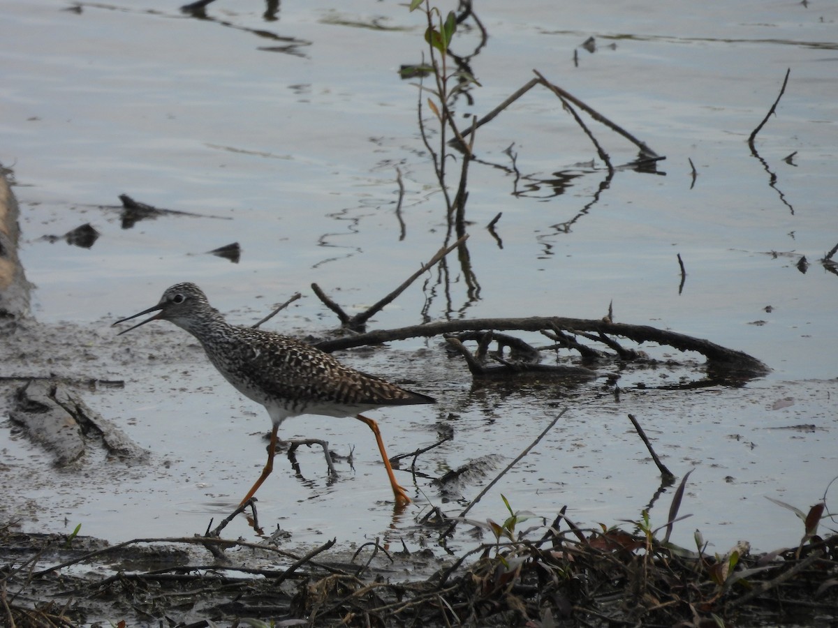 Lesser Yellowlegs - Paolo Matteucci