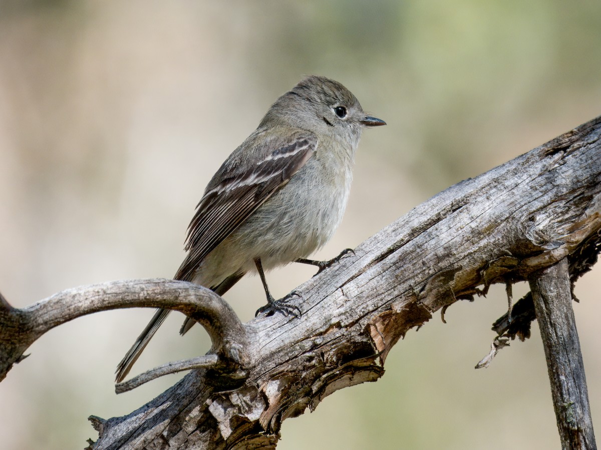 Hammond's Flycatcher - ML618002106