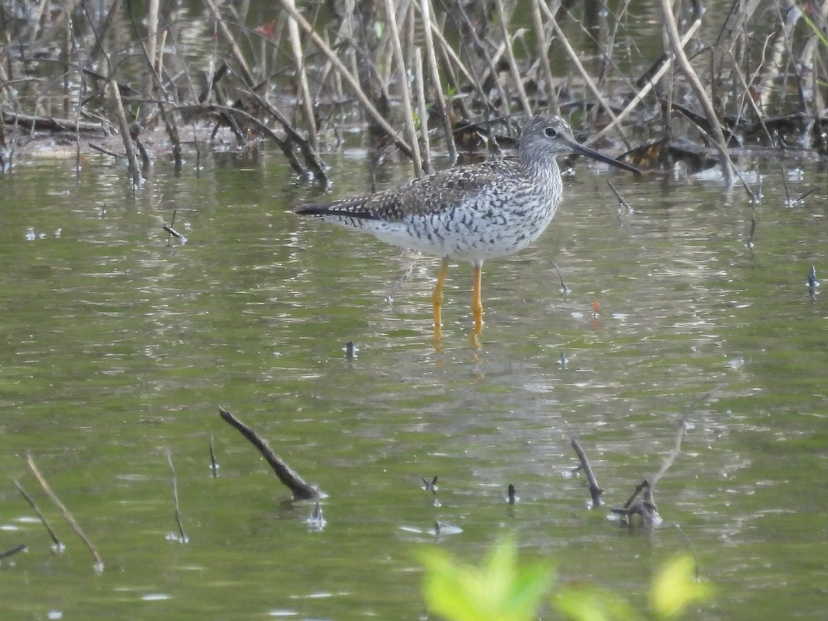 Greater Yellowlegs - ML618002115