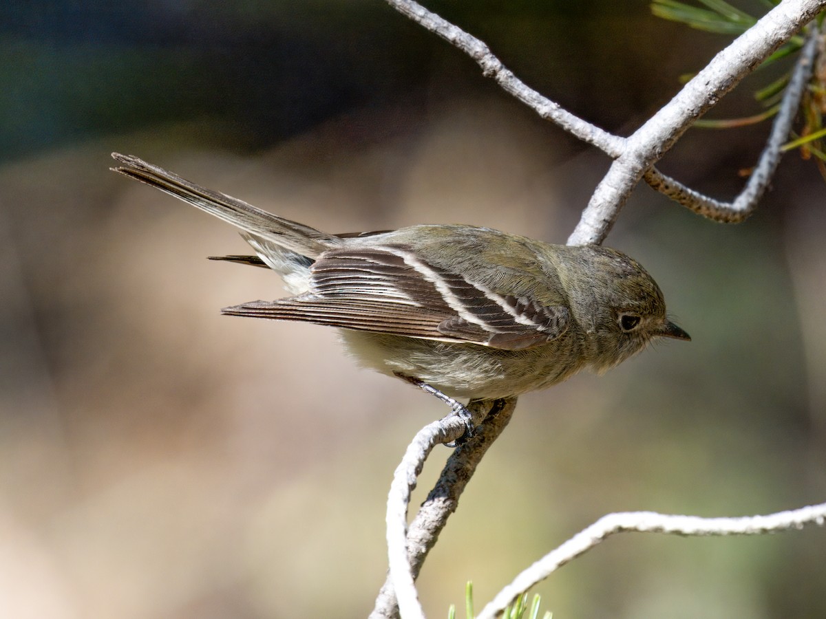 Hammond's Flycatcher - Cin-Ty Lee