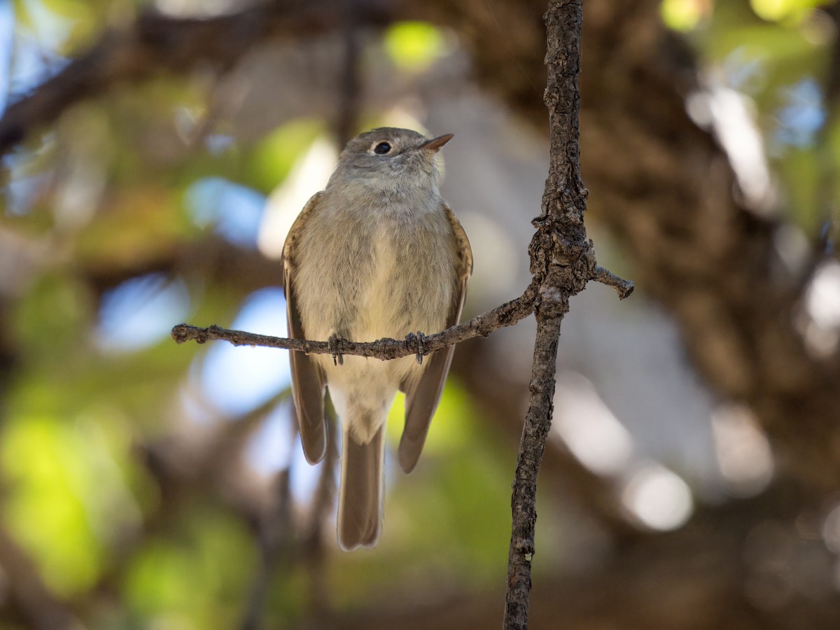 Hammond's Flycatcher - ML618002124