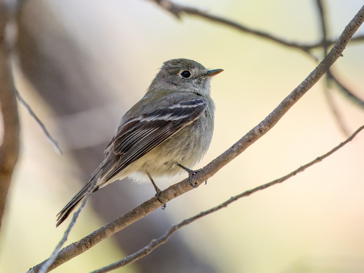 Hammond's Flycatcher - ML618002129