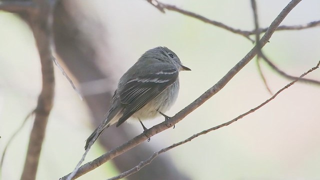 Hammond's Flycatcher - ML618002134