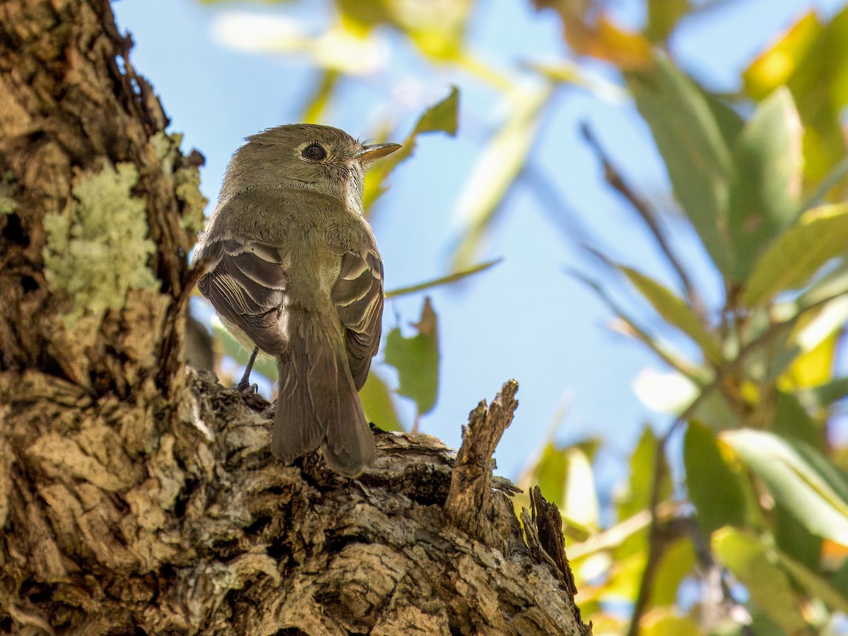 Hammond's Flycatcher - ML618002146