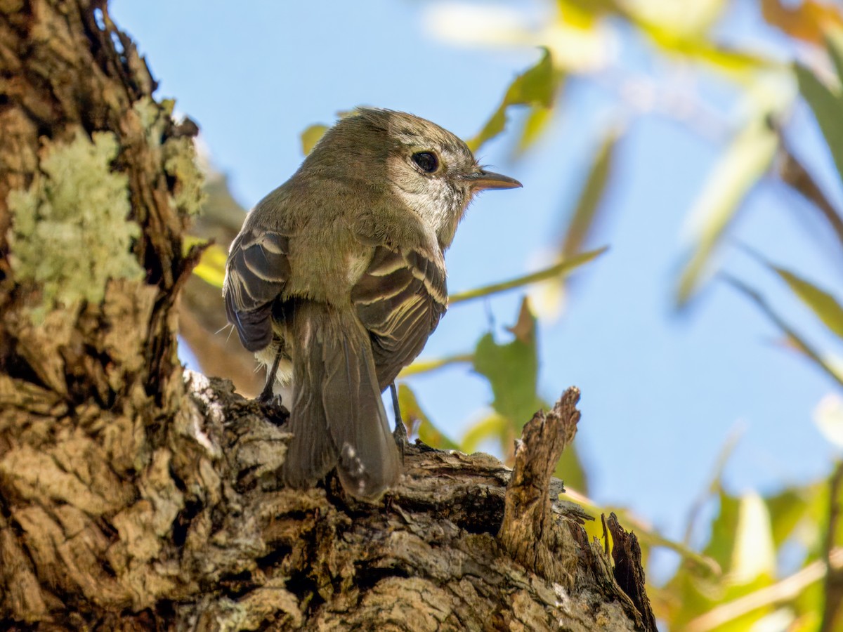 Hammond's Flycatcher - ML618002154