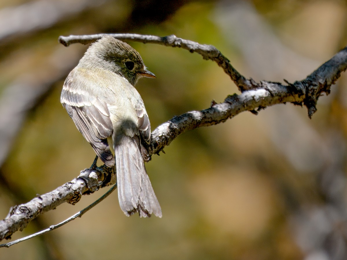 Hammond's Flycatcher - ML618002169