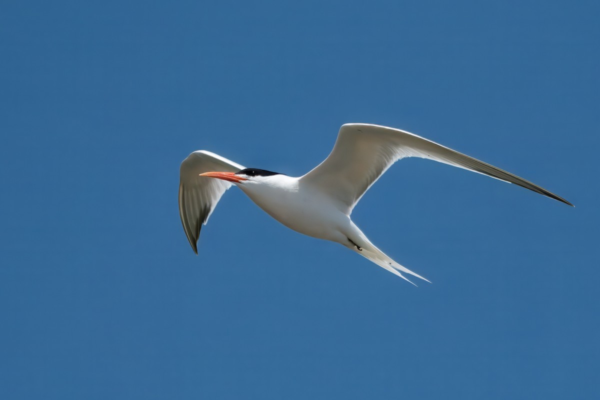 Elegant Tern - ML618002182