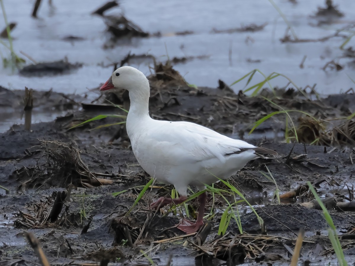 Ross's Goose - ML618002186