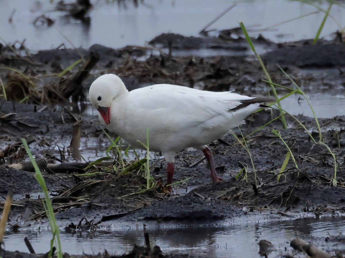 Ross's Goose - ML618002187