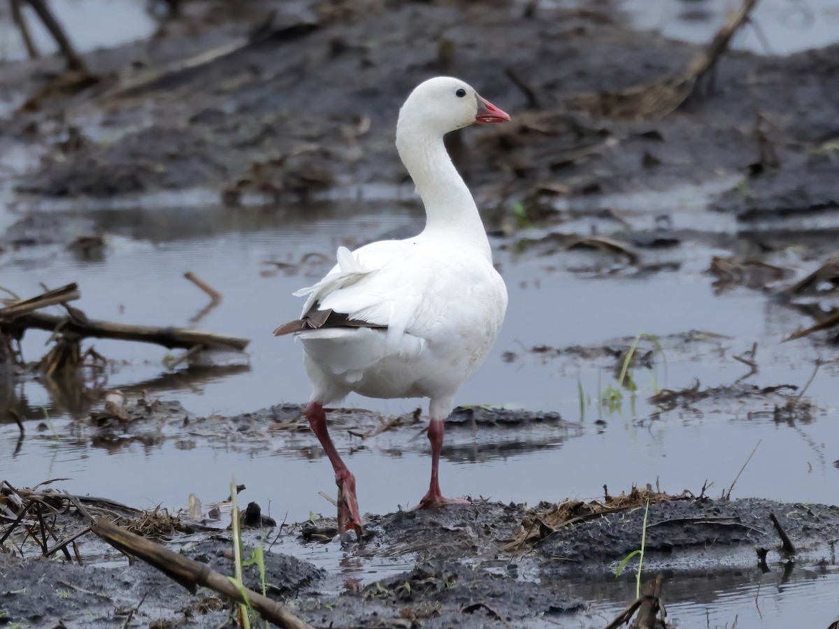 Ross's Goose - ML618002188