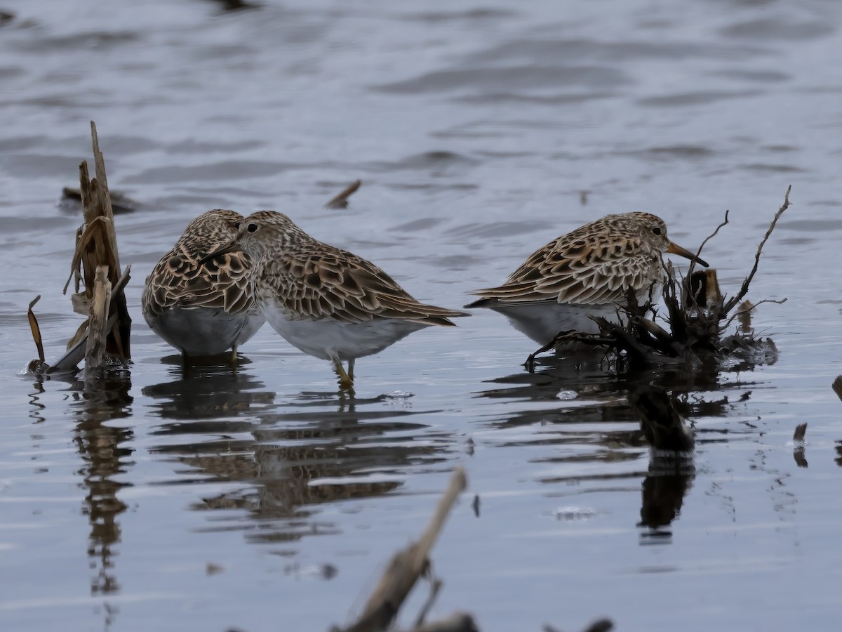 Graubrust-Strandläufer - ML618002229