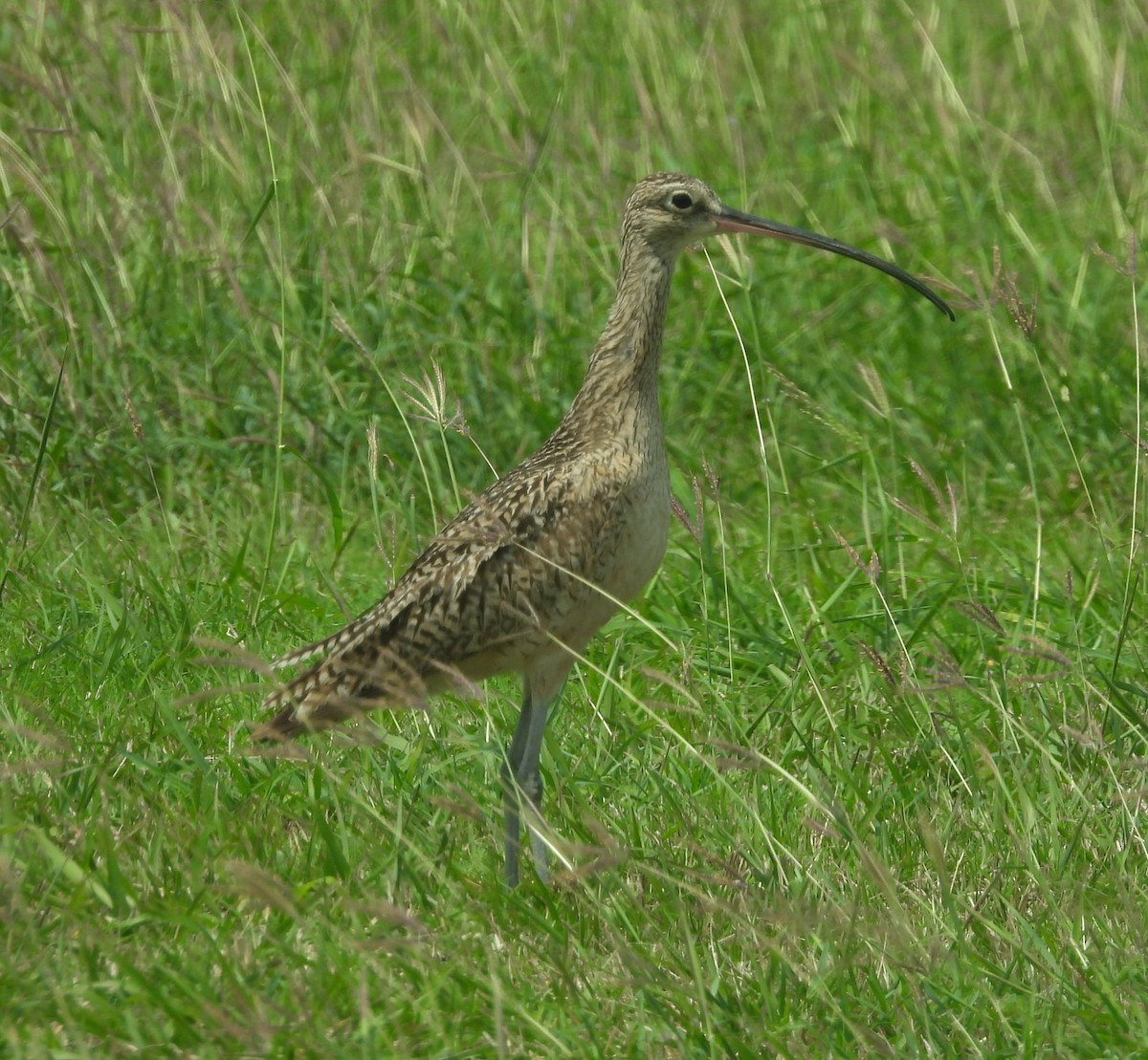 Long-billed Curlew - Debbie Segal