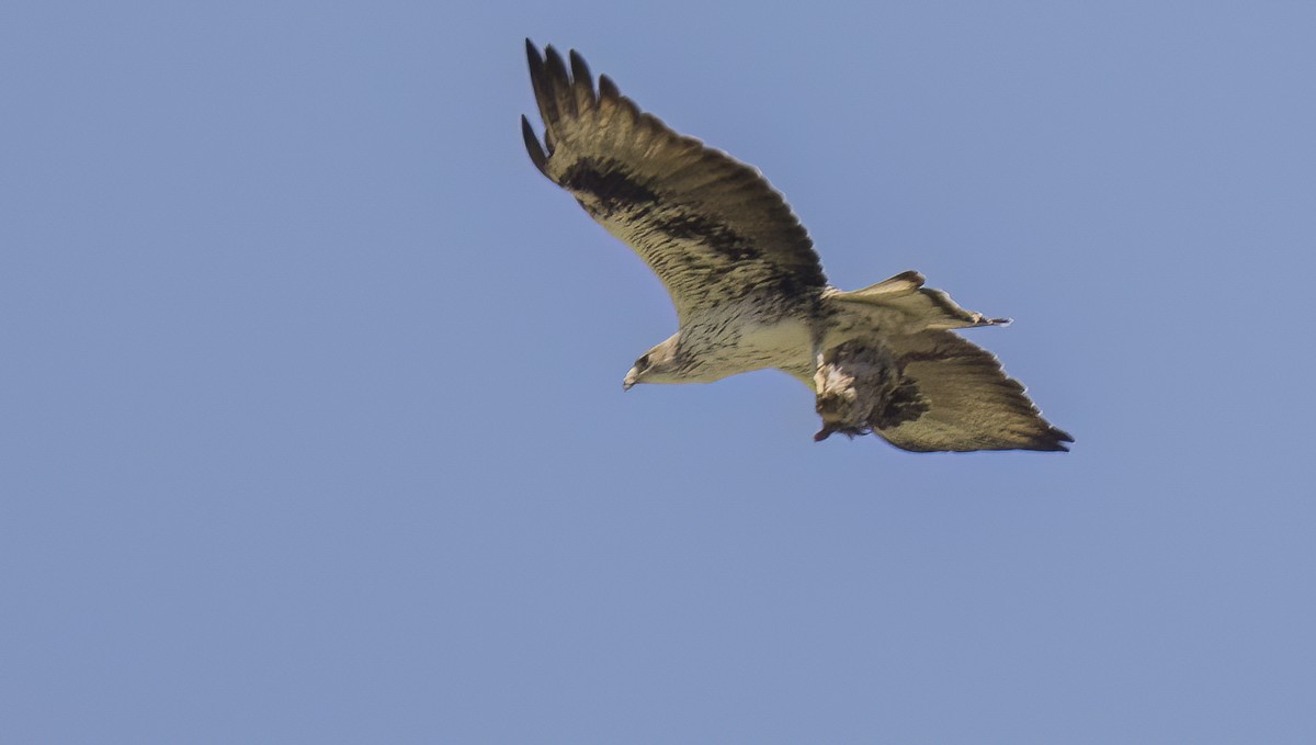 Bonelli's Eagle - Francisco Pires