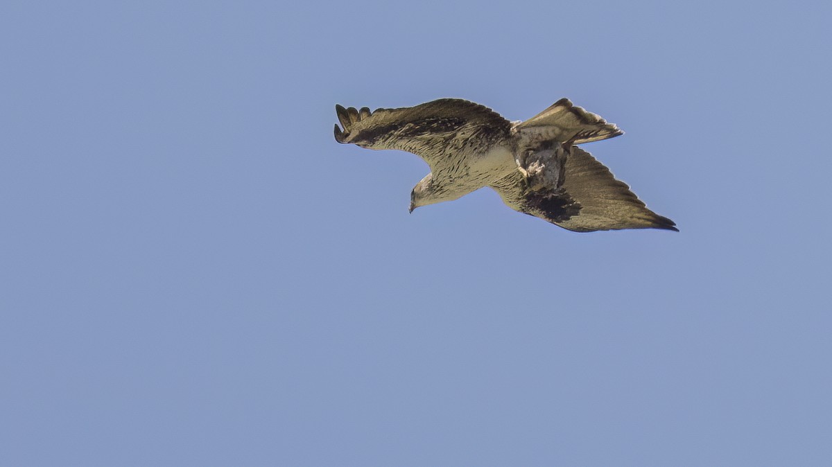 Bonelli's Eagle - Francisco Pires