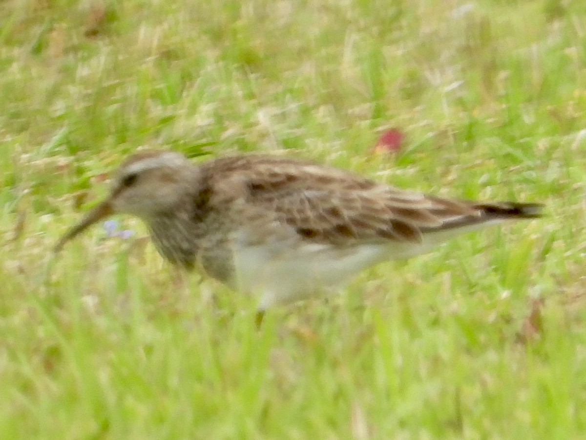 Graubrust-Strandläufer - ML618002260