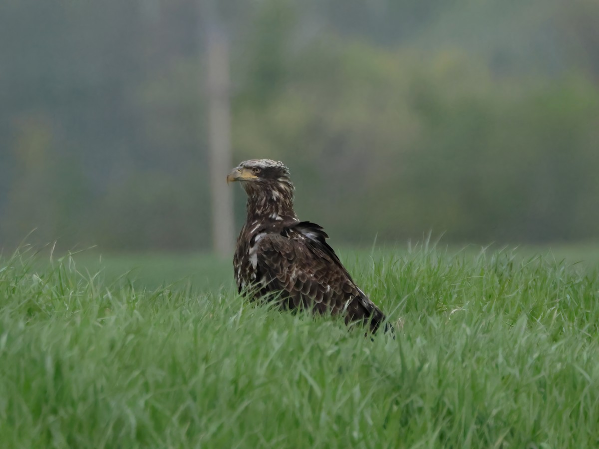 Bald Eagle - ML618002270