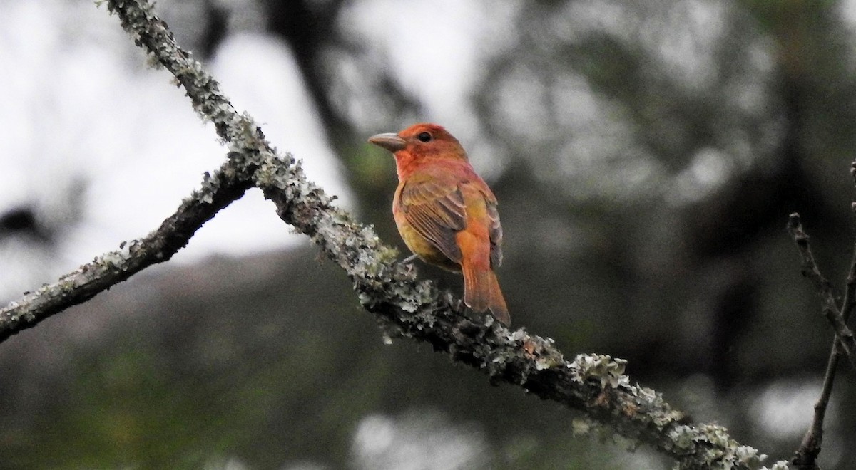 Summer Tanager - Gary Hunter