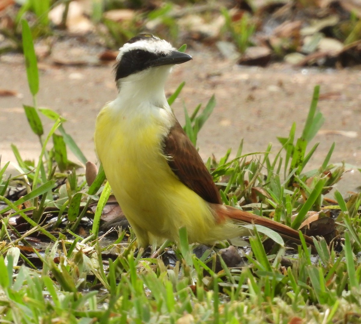 Great Kiskadee - ML618002280