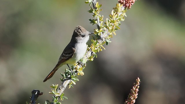 Ash-throated Flycatcher - ML618002298