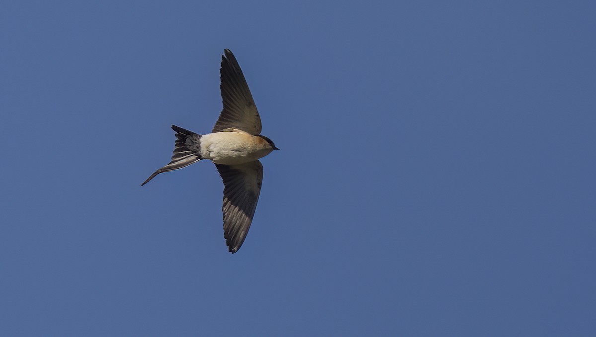 Red-rumped Swallow - ML618002301