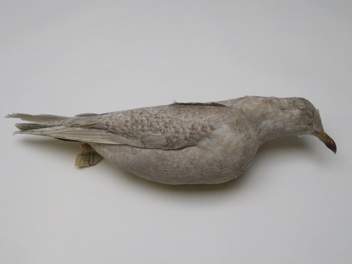 Iceland Gull (kumlieni) - ML61800231