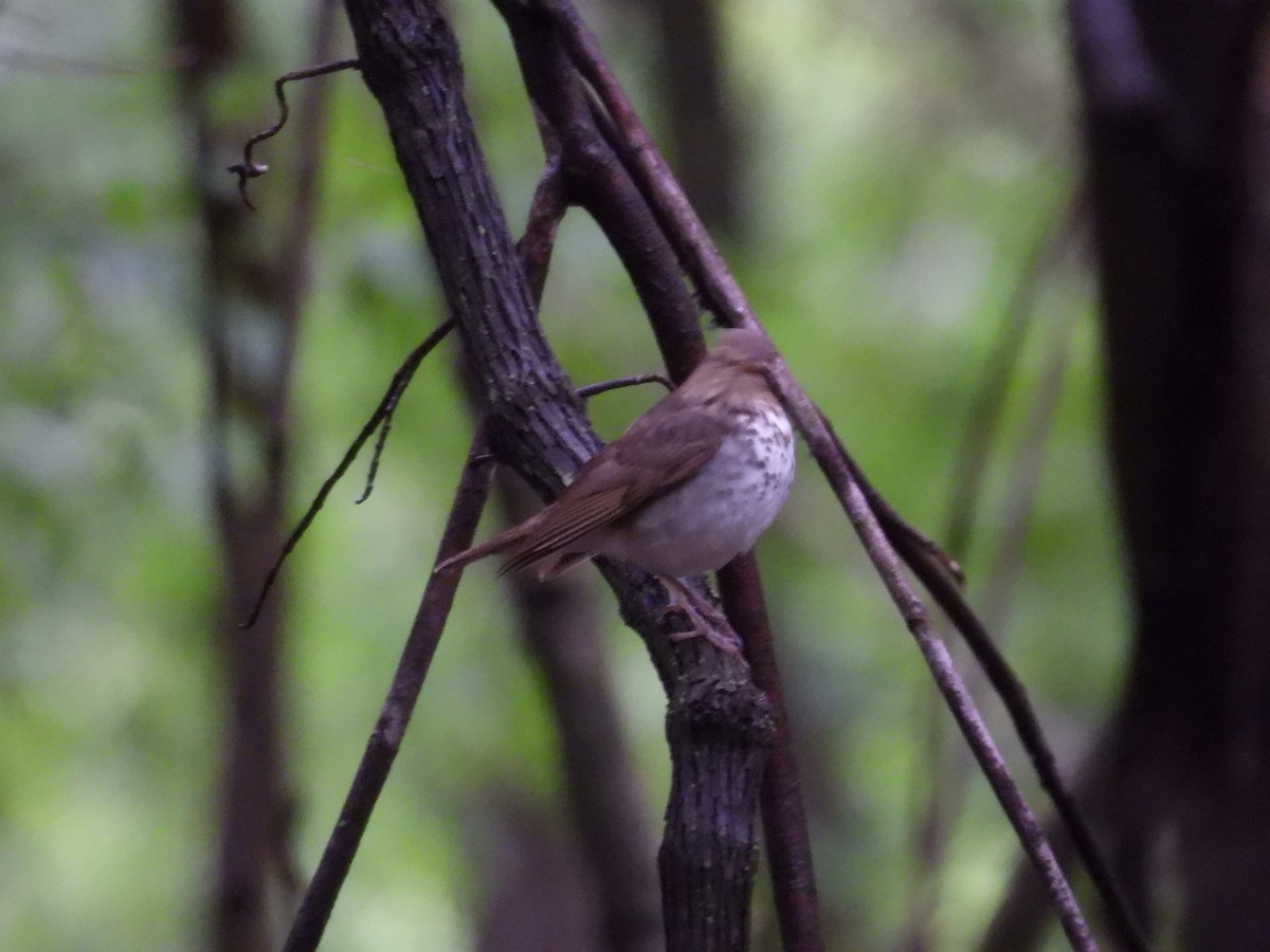 Catharus sp. - Paolo Matteucci