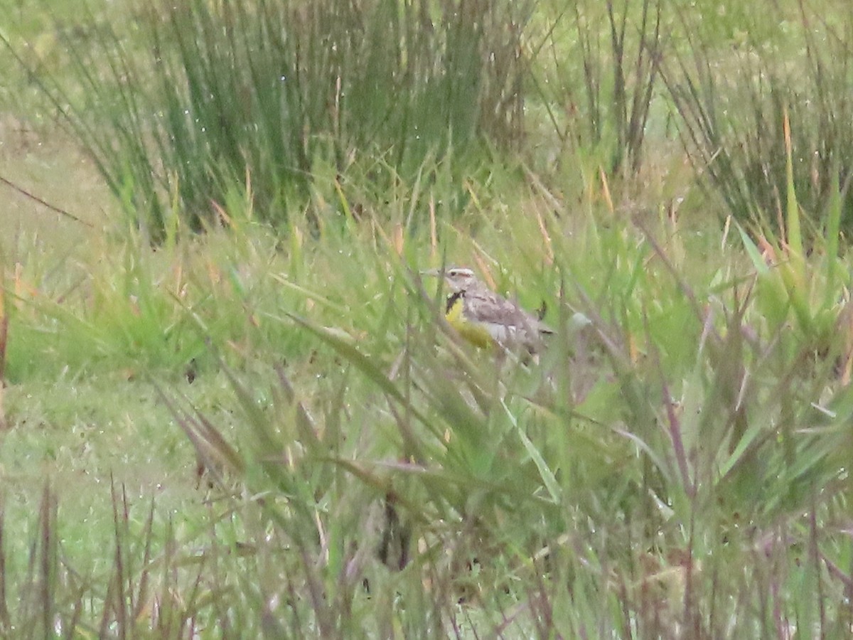 Western Meadowlark - ML618002344