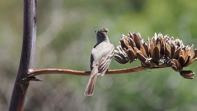 Ash-throated Flycatcher - ML618002347