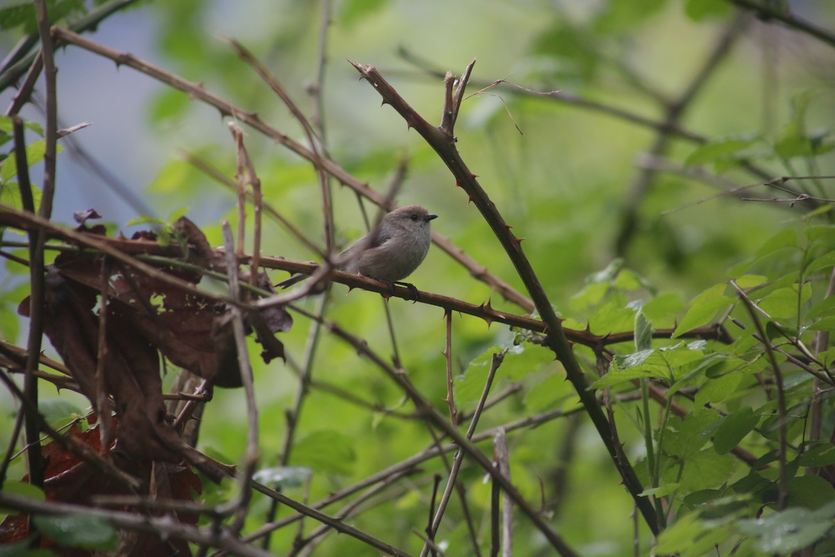 Bushtit - Bentley Colwill