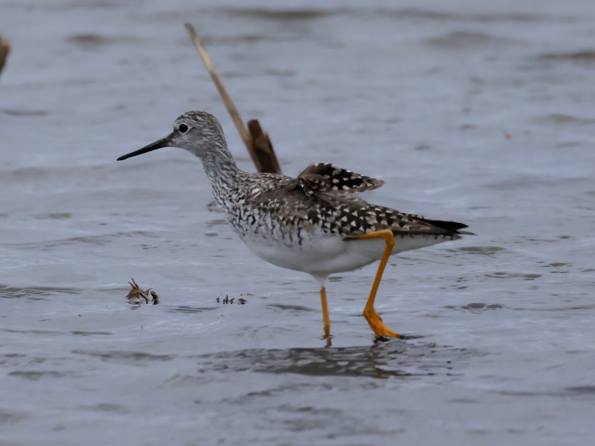 Greater Yellowlegs - ML618002378