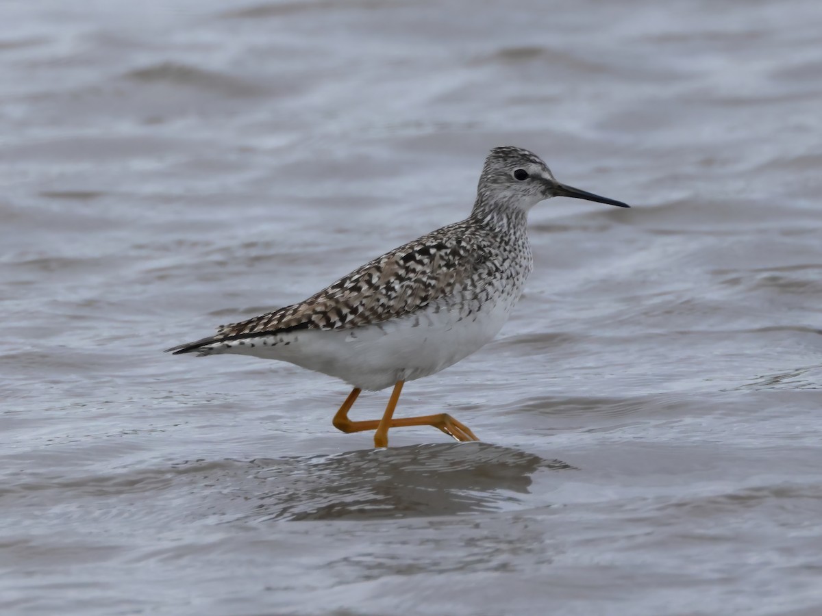 Lesser Yellowlegs - ML618002383