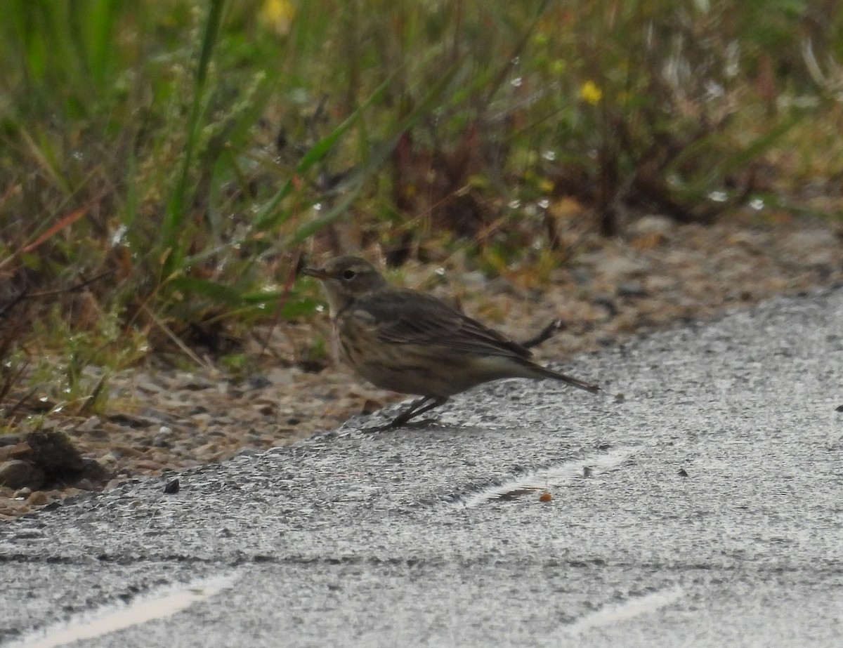 American Pipit - Paolo Matteucci