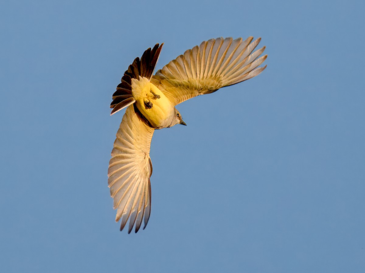 Western Kingbird - ML618002419