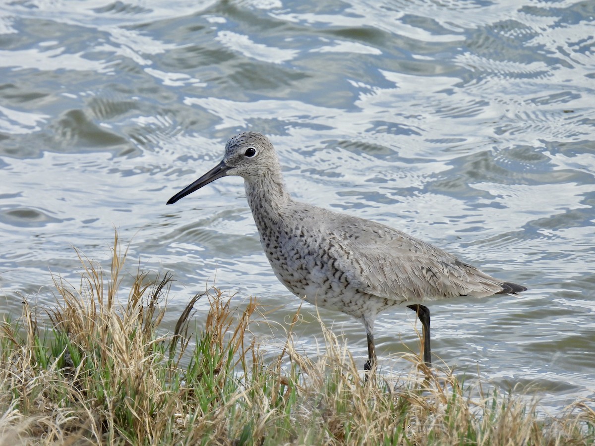 Willet - ML618002443