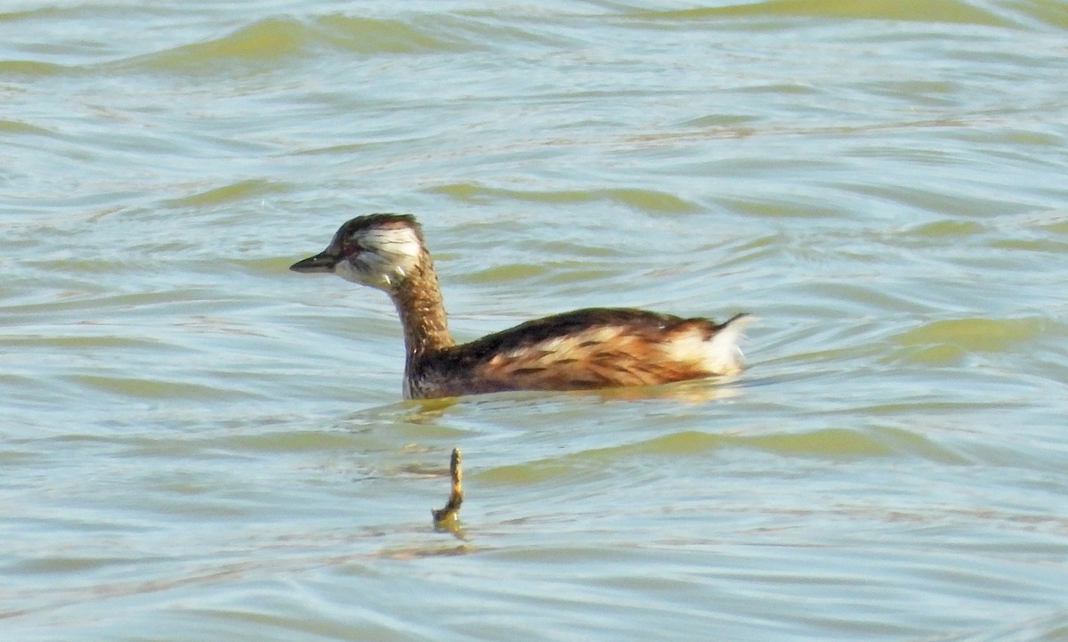 White-tufted Grebe - ML618002459