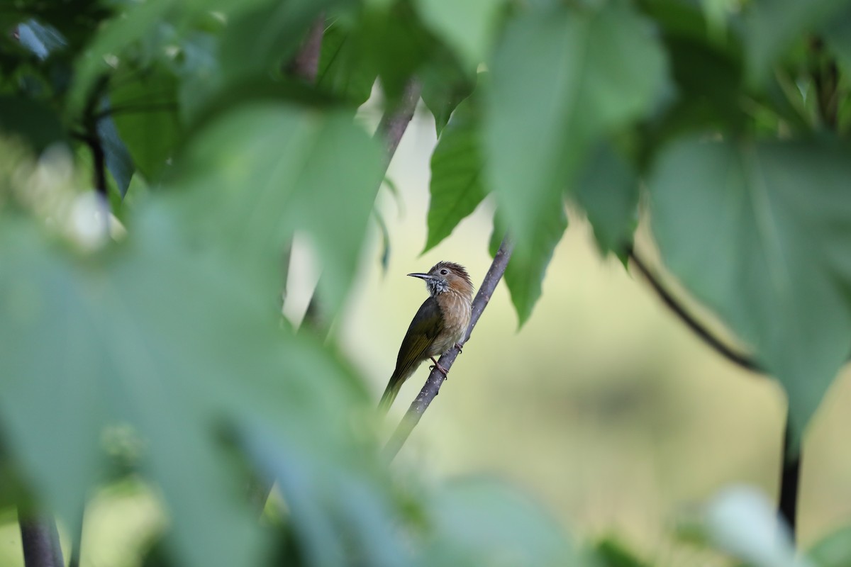 Bulbul de McClelland - ML618002463