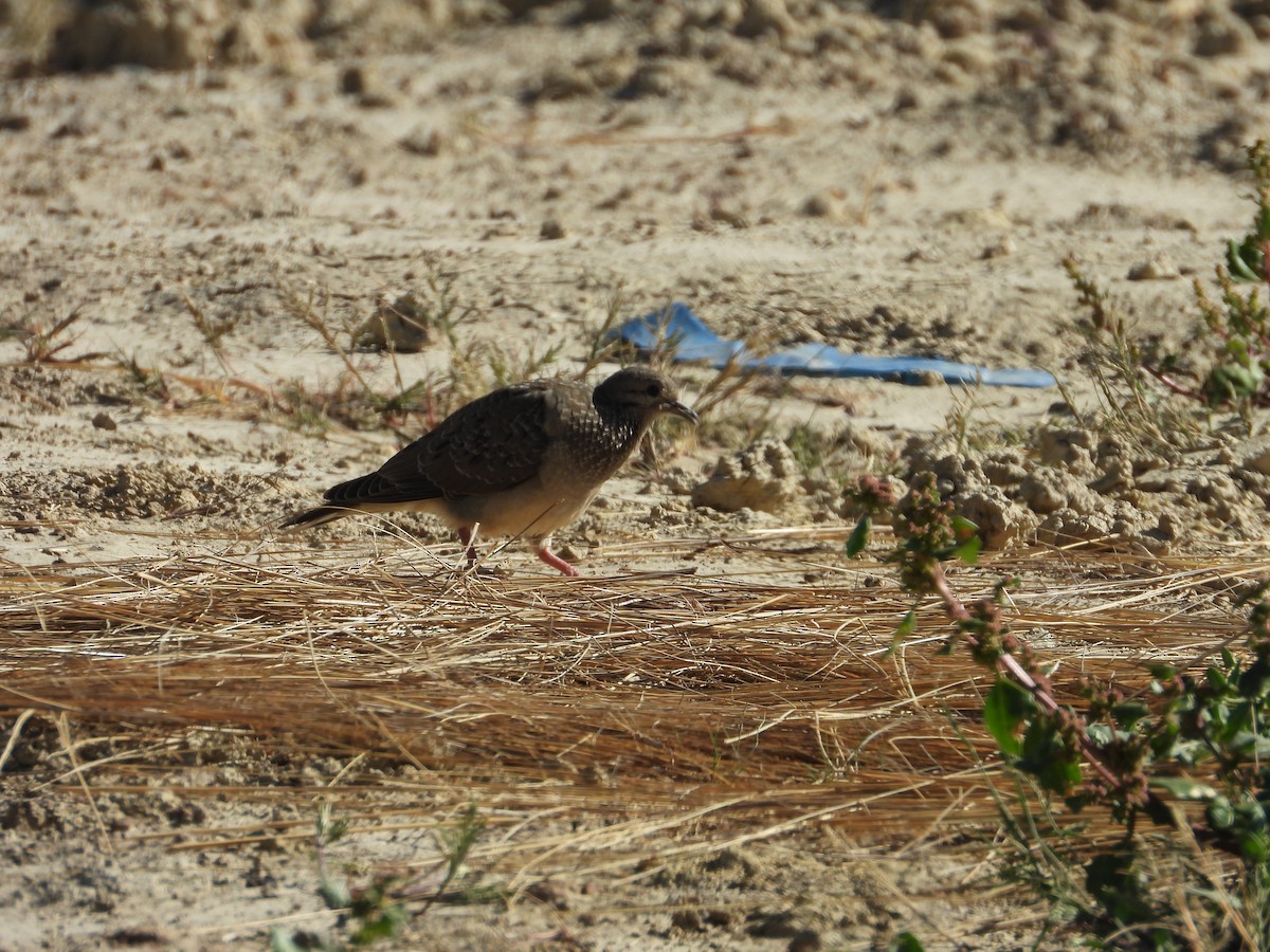 Eared Dove - ML618002483