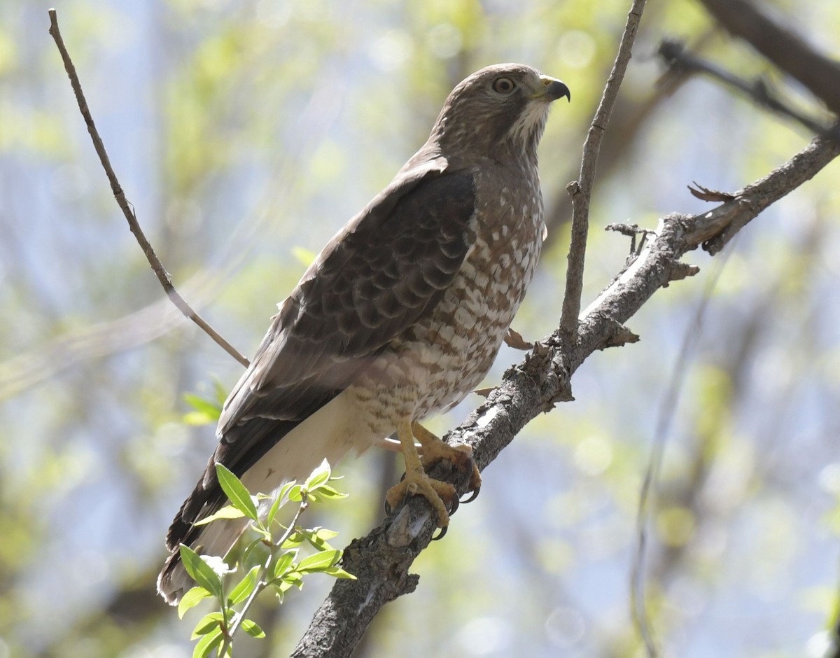 Broad-winged Hawk - ML618002492