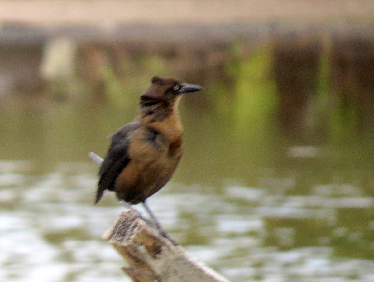 Great-tailed Grackle - ML618002530