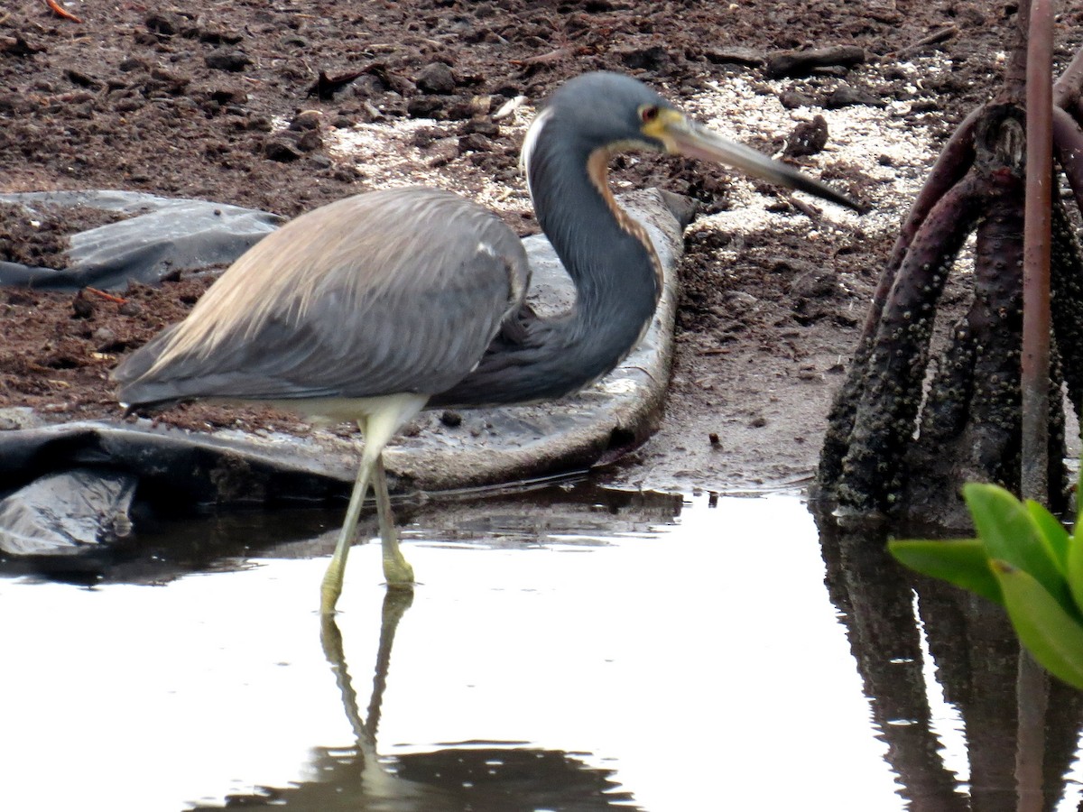 Tricolored Heron - ML618002552