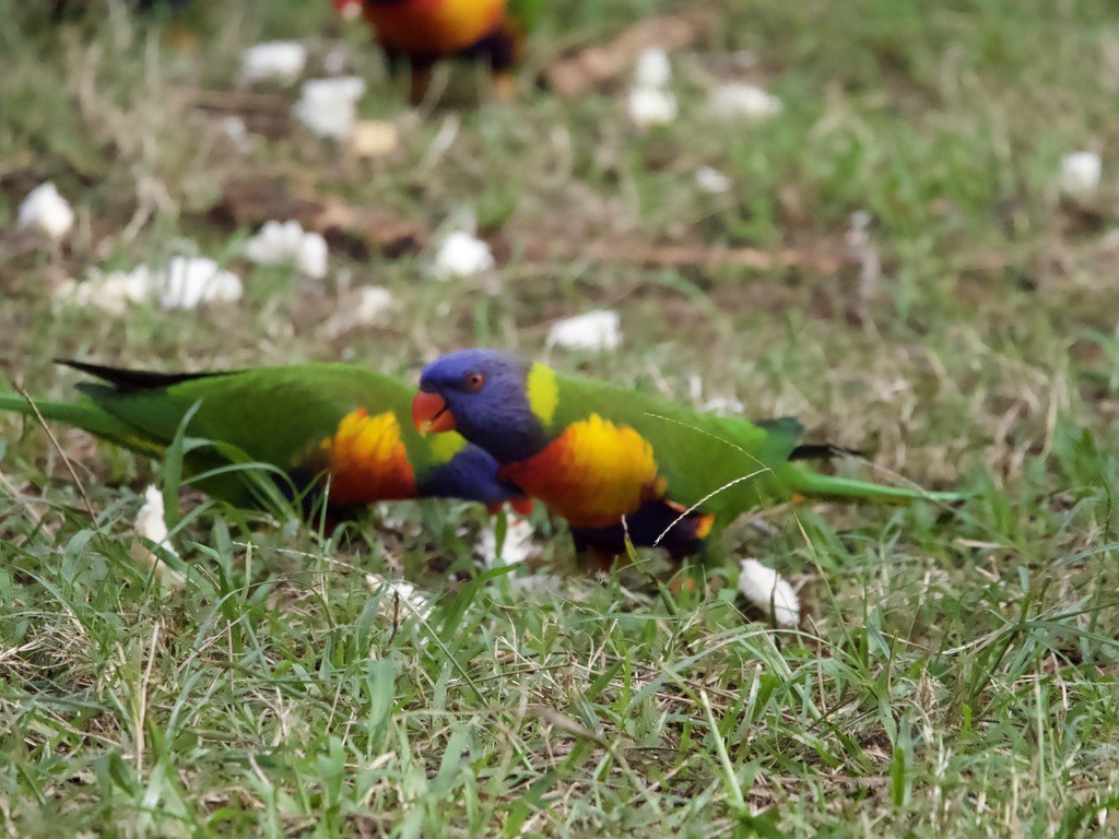 Rainbow Lorikeet - ML618002599