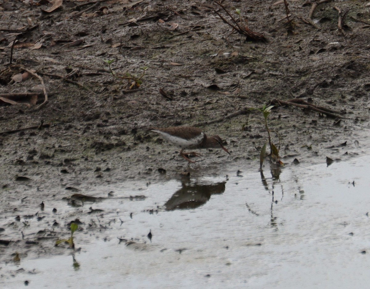 Spotted Sandpiper - ML618002613