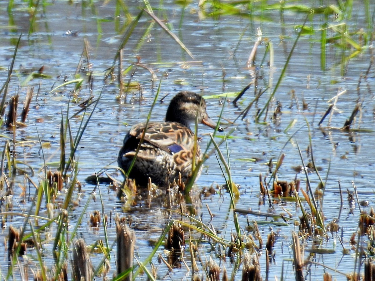 Mallard - ML618002656